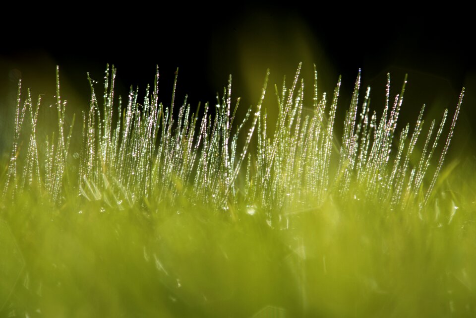 Green nature field