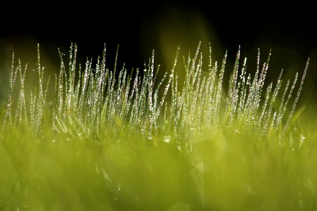 Green nature field
