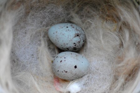 Blue fluff gray egg