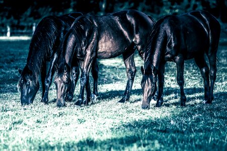 Young closing foal photo