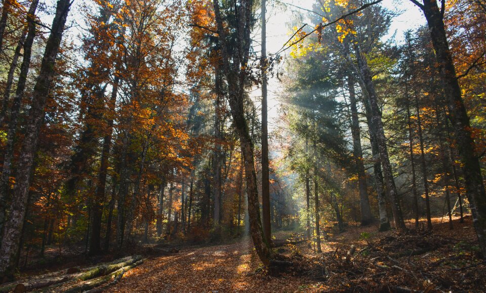Mystical path orange