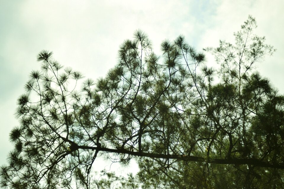 Trunk plant landscape