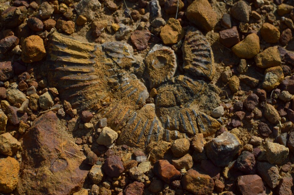 Kutch fossil indian fossil
