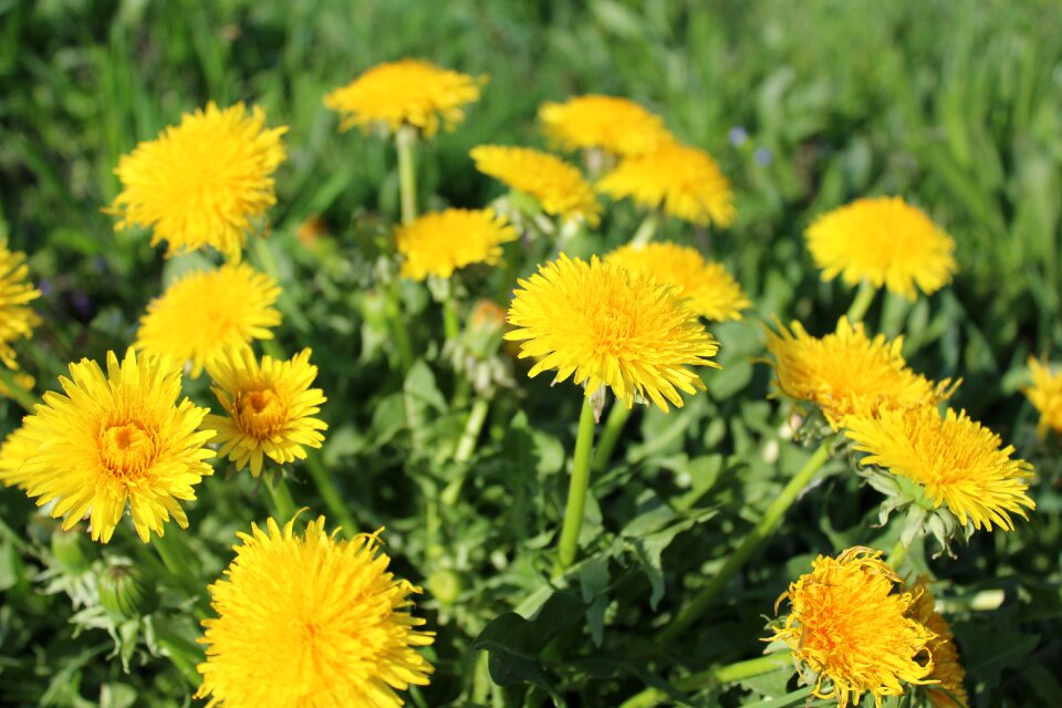 Dandelion nature spring