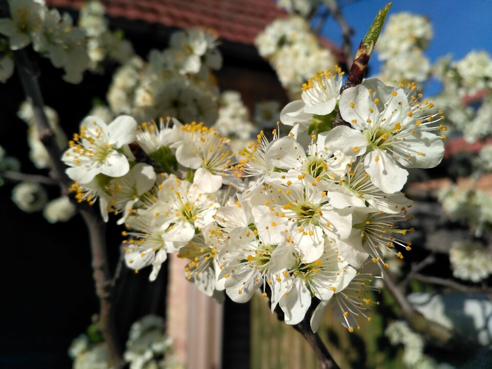 Plant twig flowering