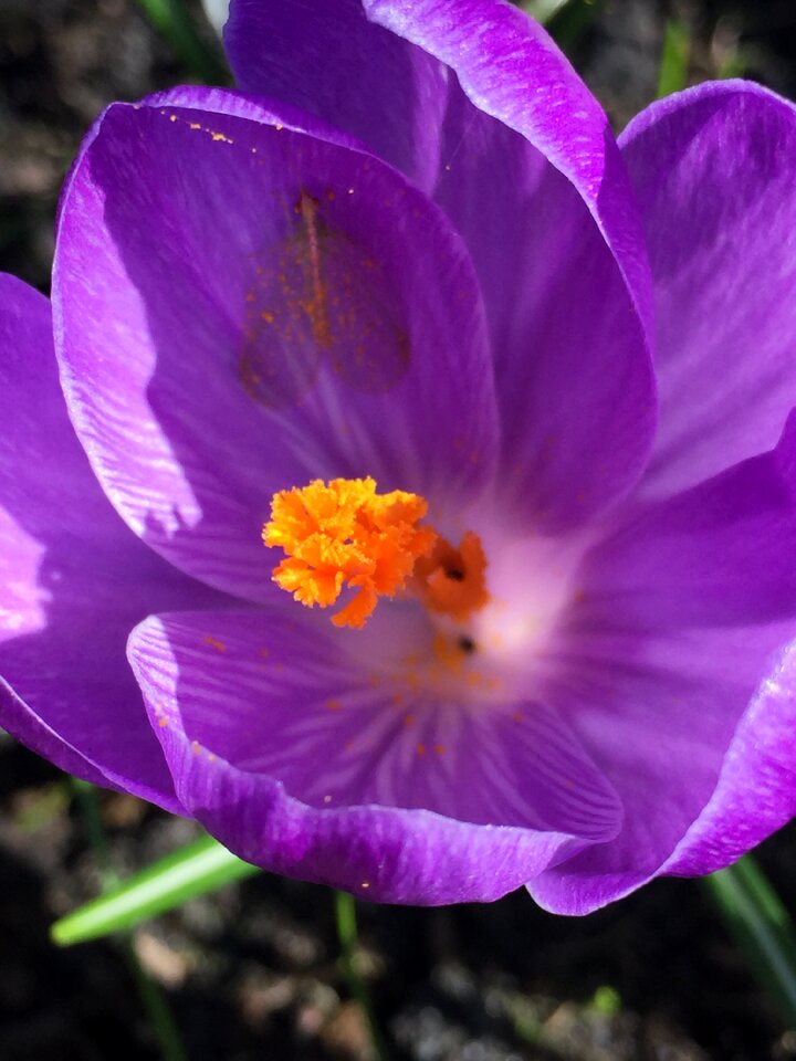 Blossom bloom nature