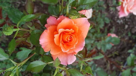 Romantic nature smell