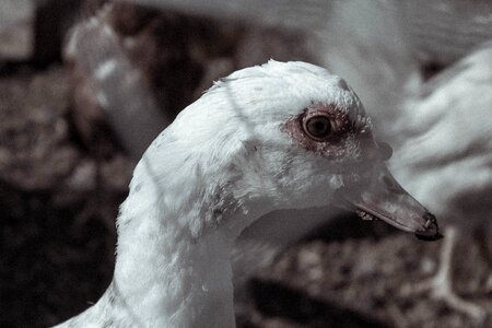 Plumage ave peak photo