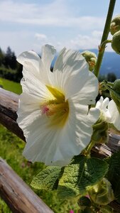White nature petals