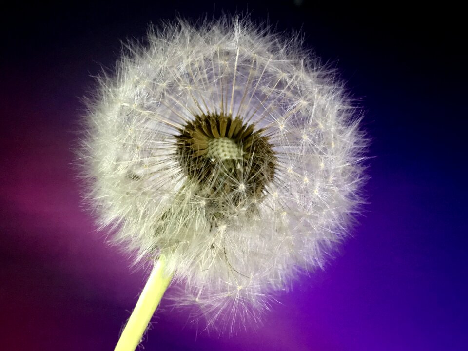Seeds plant flower