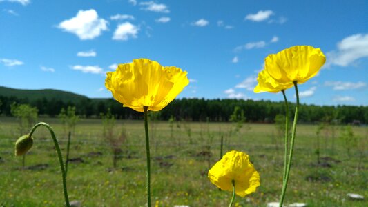 Grasslands flower hulunbuir