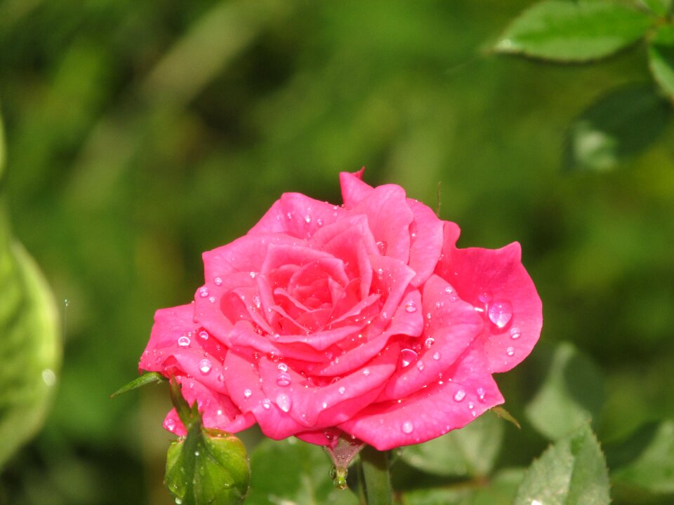 Rosa water flower