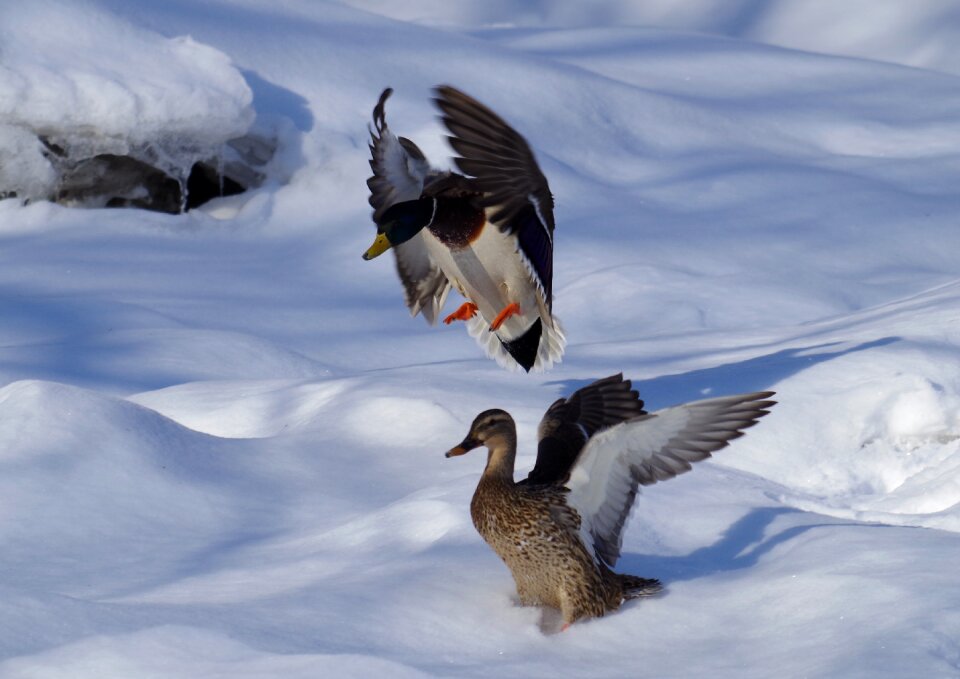 Landing animal mallard