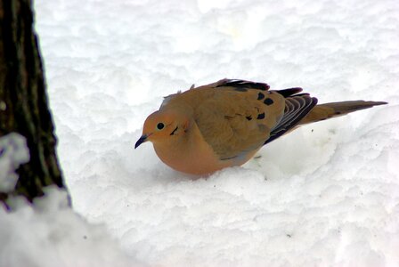 Bird nature wildlife photo