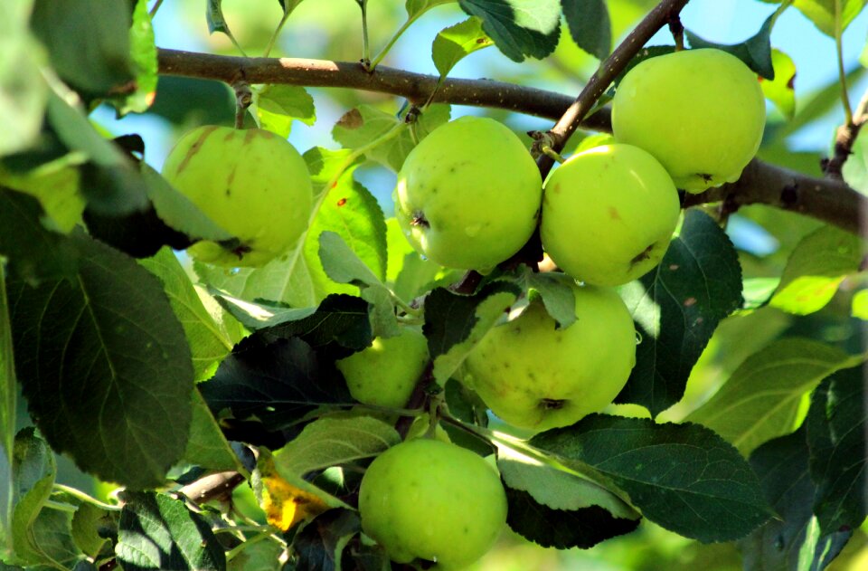 Nature leaves food