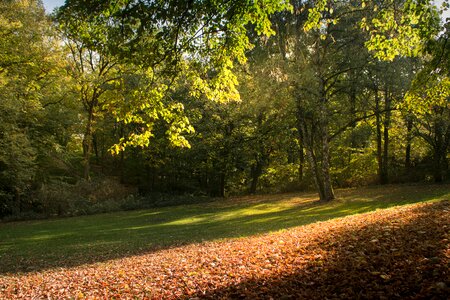 Lower saxony nature leaves