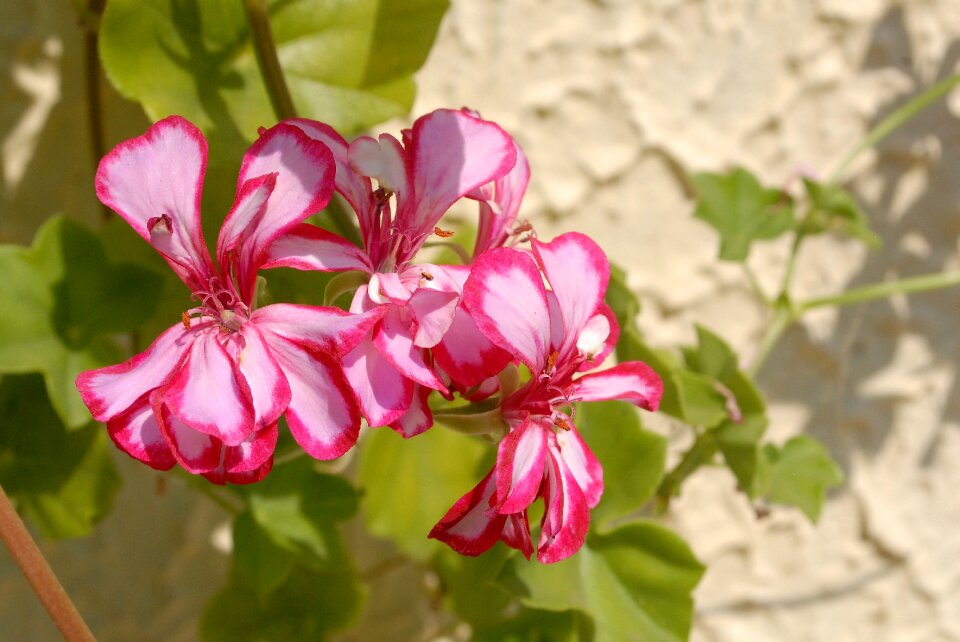 Summer pink