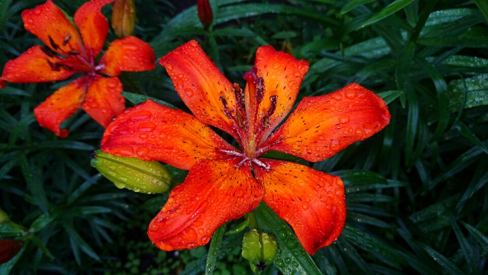 Drops wet after the rain photo