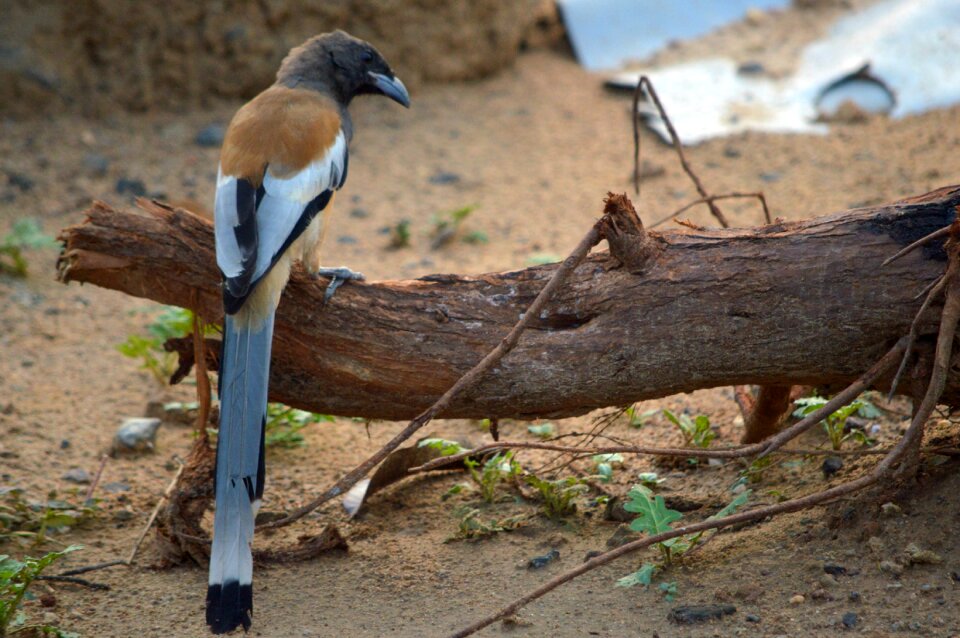 Indian bird gujarat bird