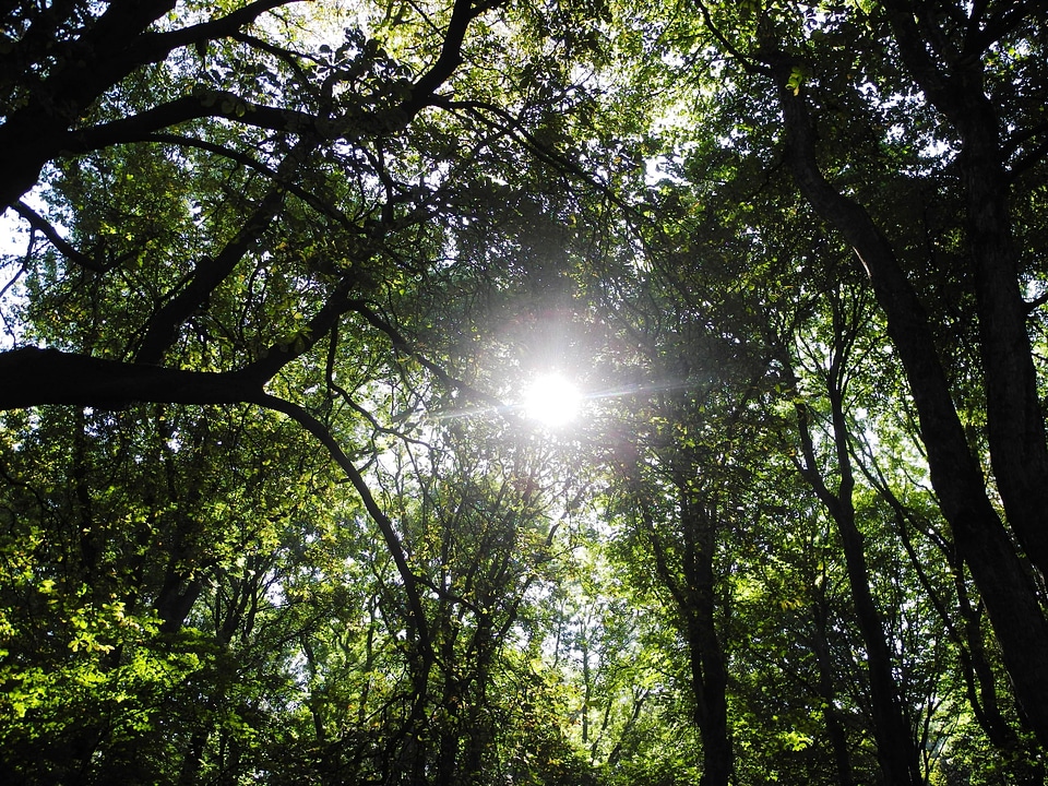 Green nature trees