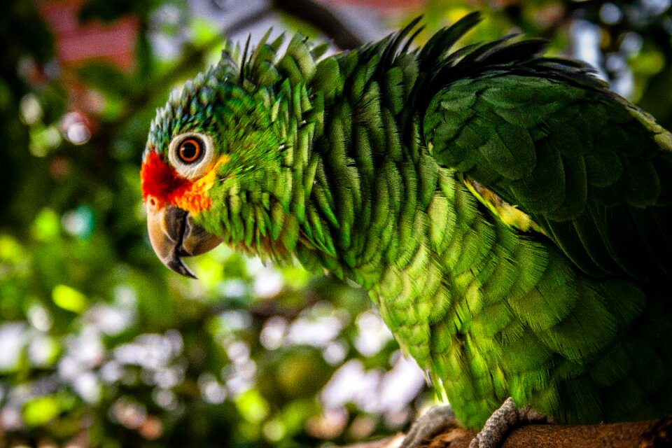 Nature plumage green