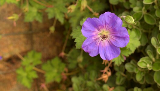 Bud violet plant photo