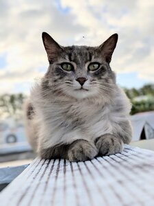 Sky pet