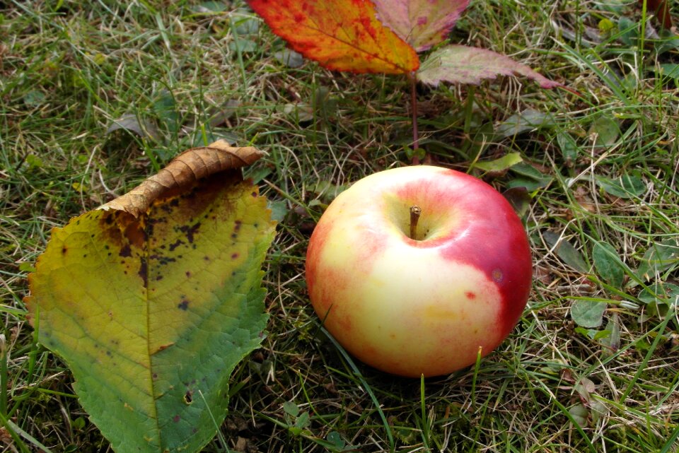 Garden bleed foliage