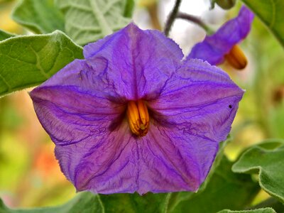 Eggplant vegetables purple