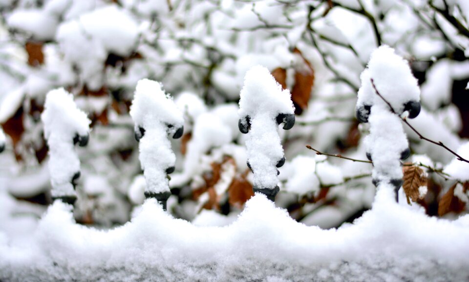 Winter white wintry