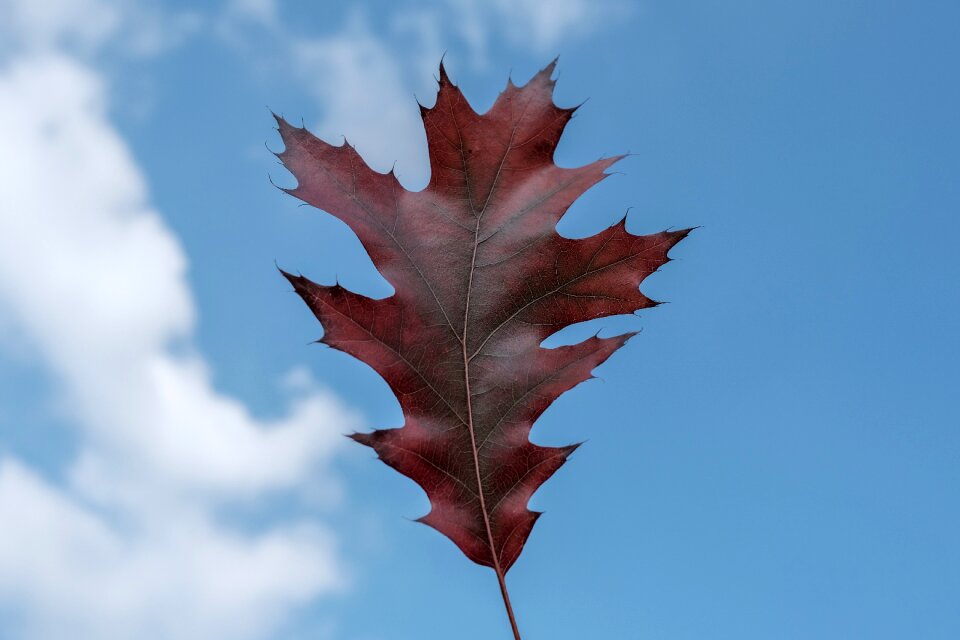 Colorful foliage red