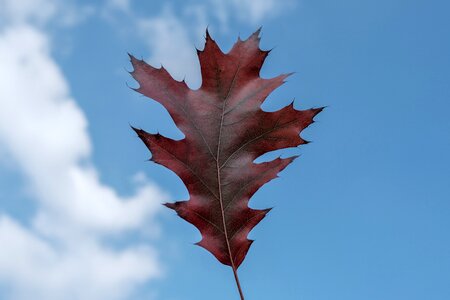 Colorful foliage red