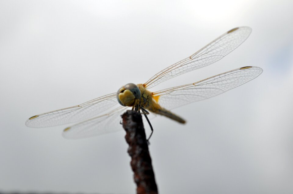 Flight waiting nature
