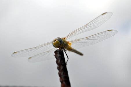 Flight waiting nature
