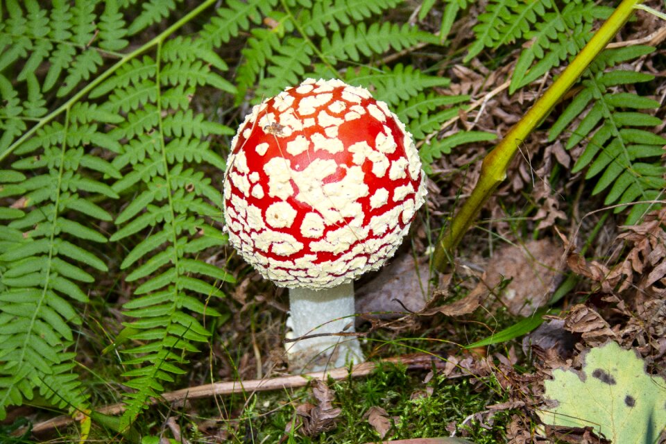 Toxic autumn forest mushroom