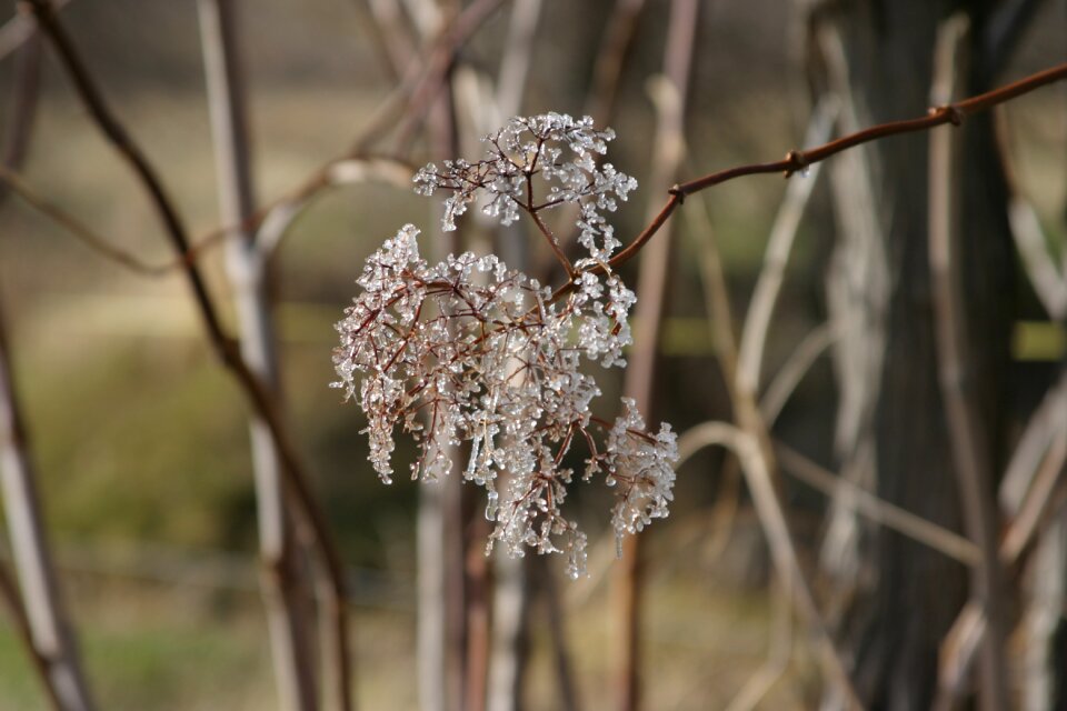 Autumn frost frozen