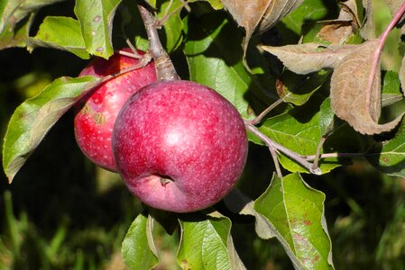 Mature garden healthy