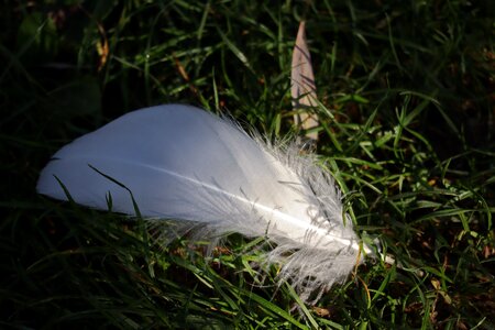 White bird goose