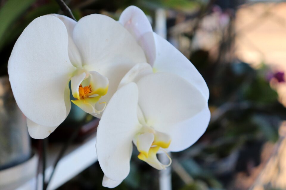 Orchid decorative plants