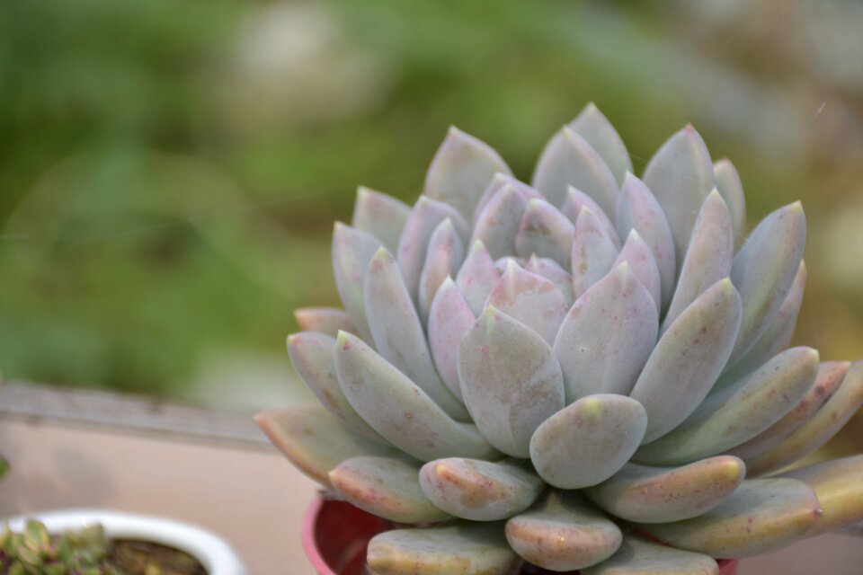 Plant cactus botany