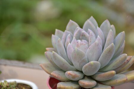 Plant cactus botany