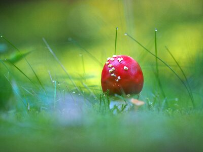 Toxic red toadstool