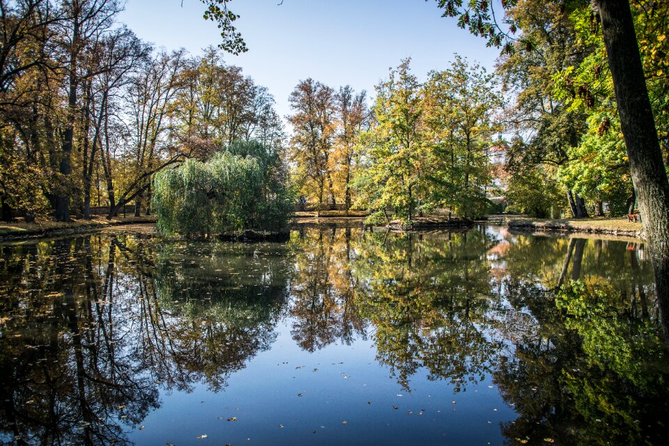 Water trees pond
