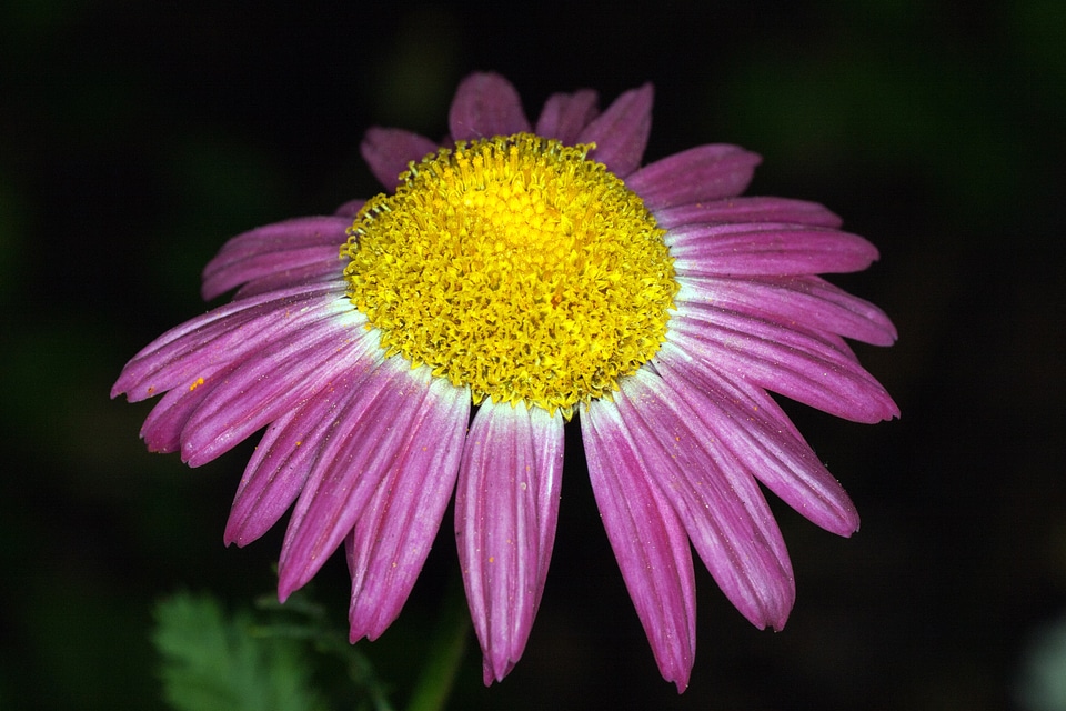 Yellow purple macro