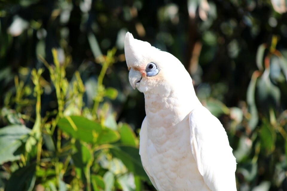Wildlife animal