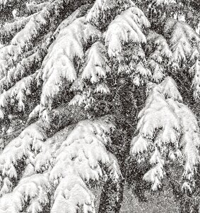 Winter tree snowy