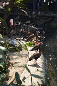 Tabasco mexico birds
