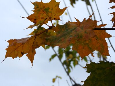 Leaf foliage in the fall photo