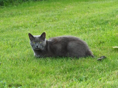 Mammal nature kitten