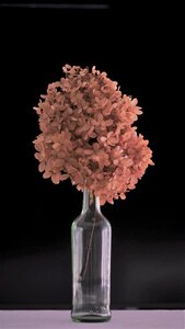 Flower decoration flower glass bottle